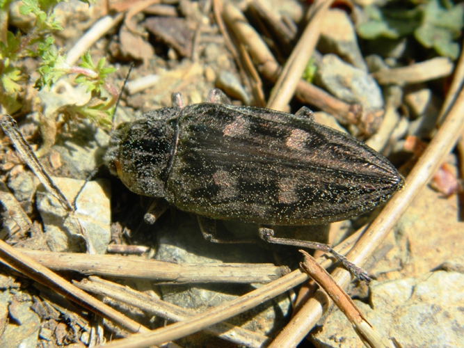 Richiesta id. coleottero elbano. - Chalcophora massiliensis